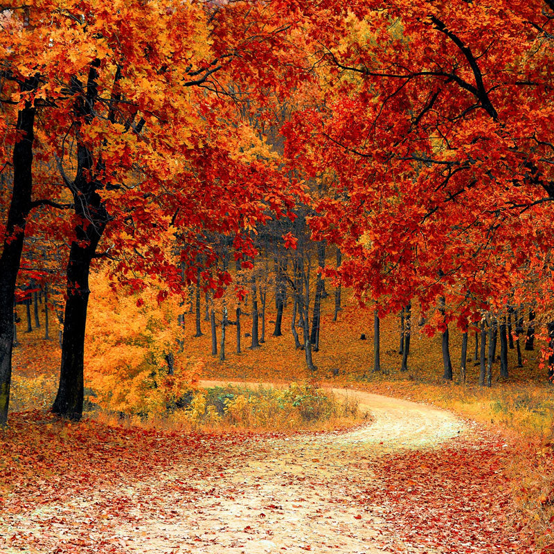 A CORNACOPIA OF FUN THINGS GOING ON IN EASTON THIS AUTUMN